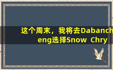 这个周末，我将去Dabancheng选择Snow  Chrysanthemums，并免费参观鲜花！让我们去qi